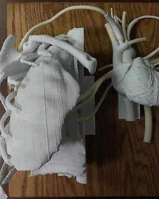 Heart-to-Lung Simulator