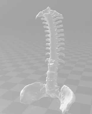 Spine